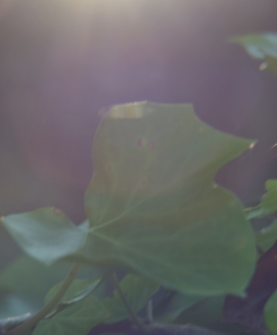 ivy leaf with rays from the evening sun shining through shade from above